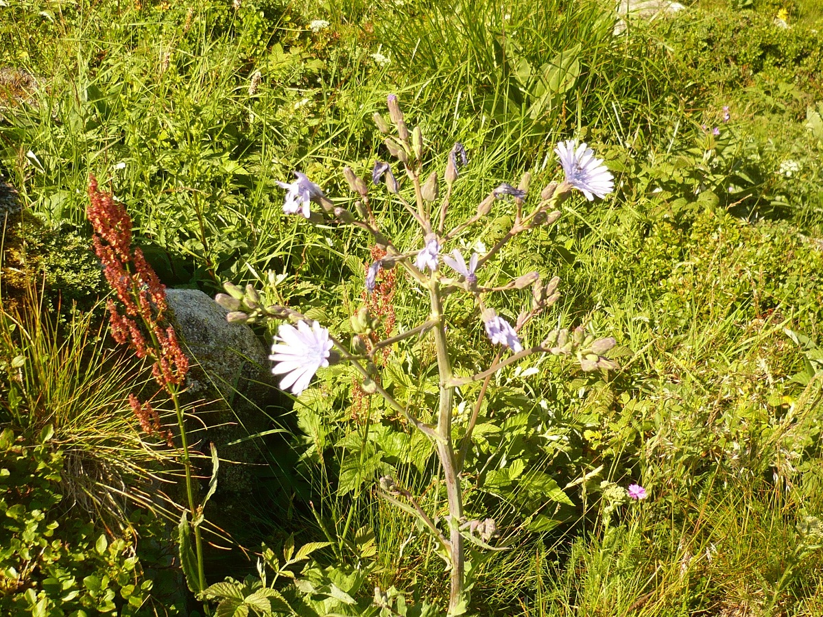 Lactuca plumieri (Asteraceae)